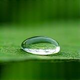 Goutte d’eau sur feuille verte